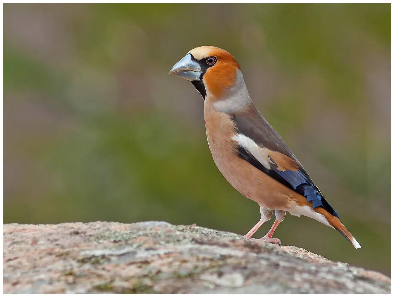 Appelvink