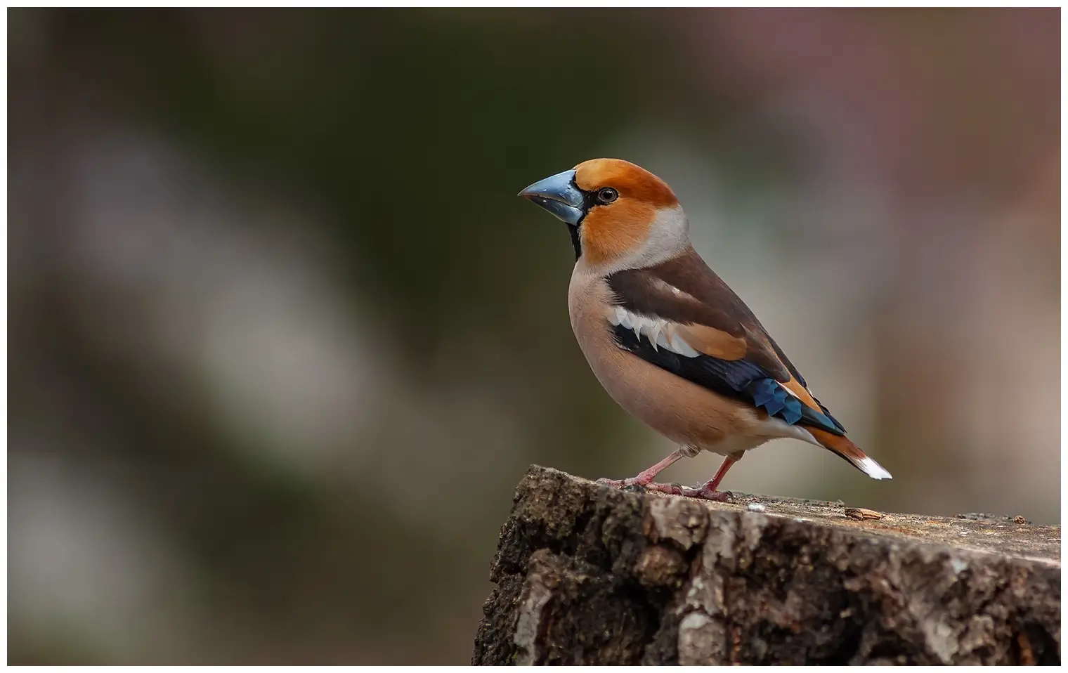 Appelvink