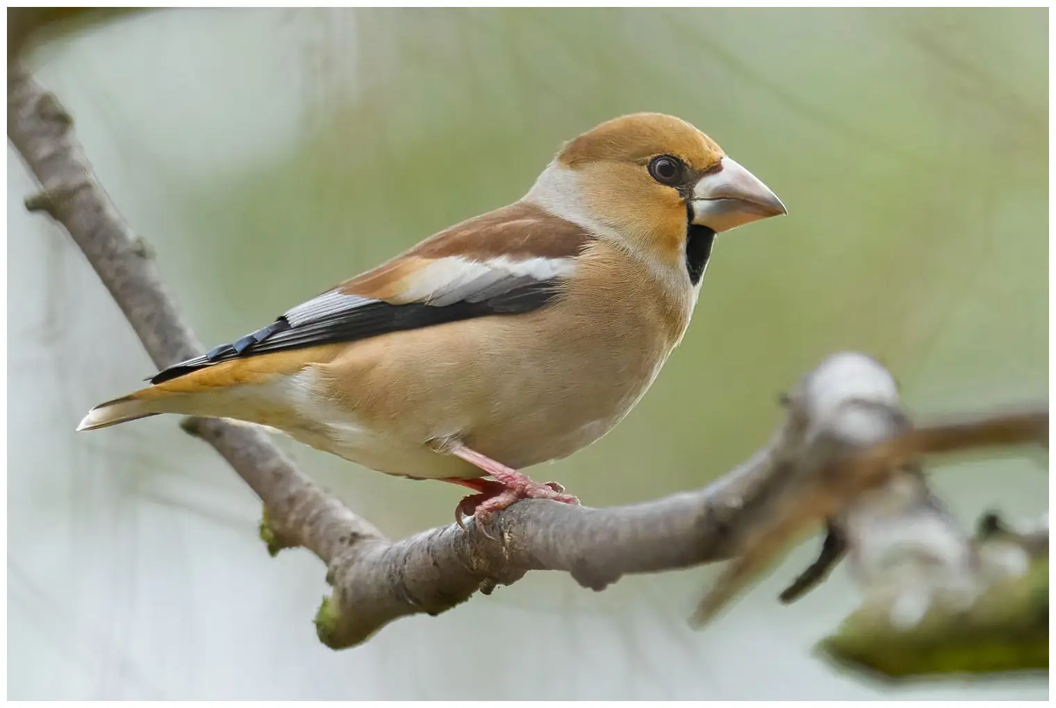 Appelvink