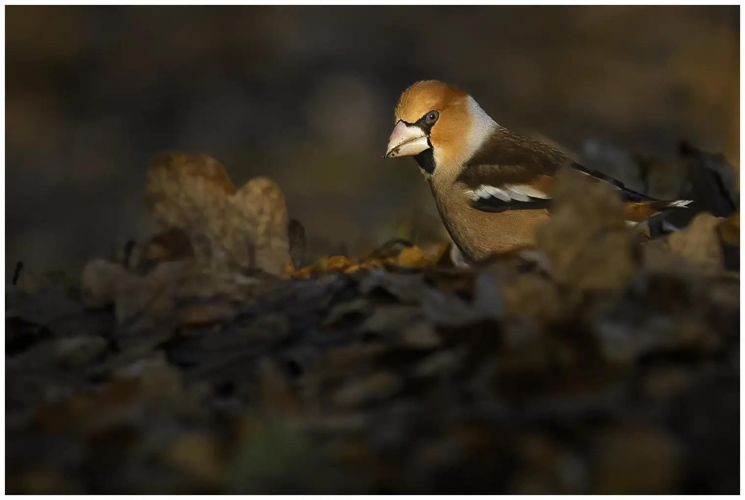 Appelvink