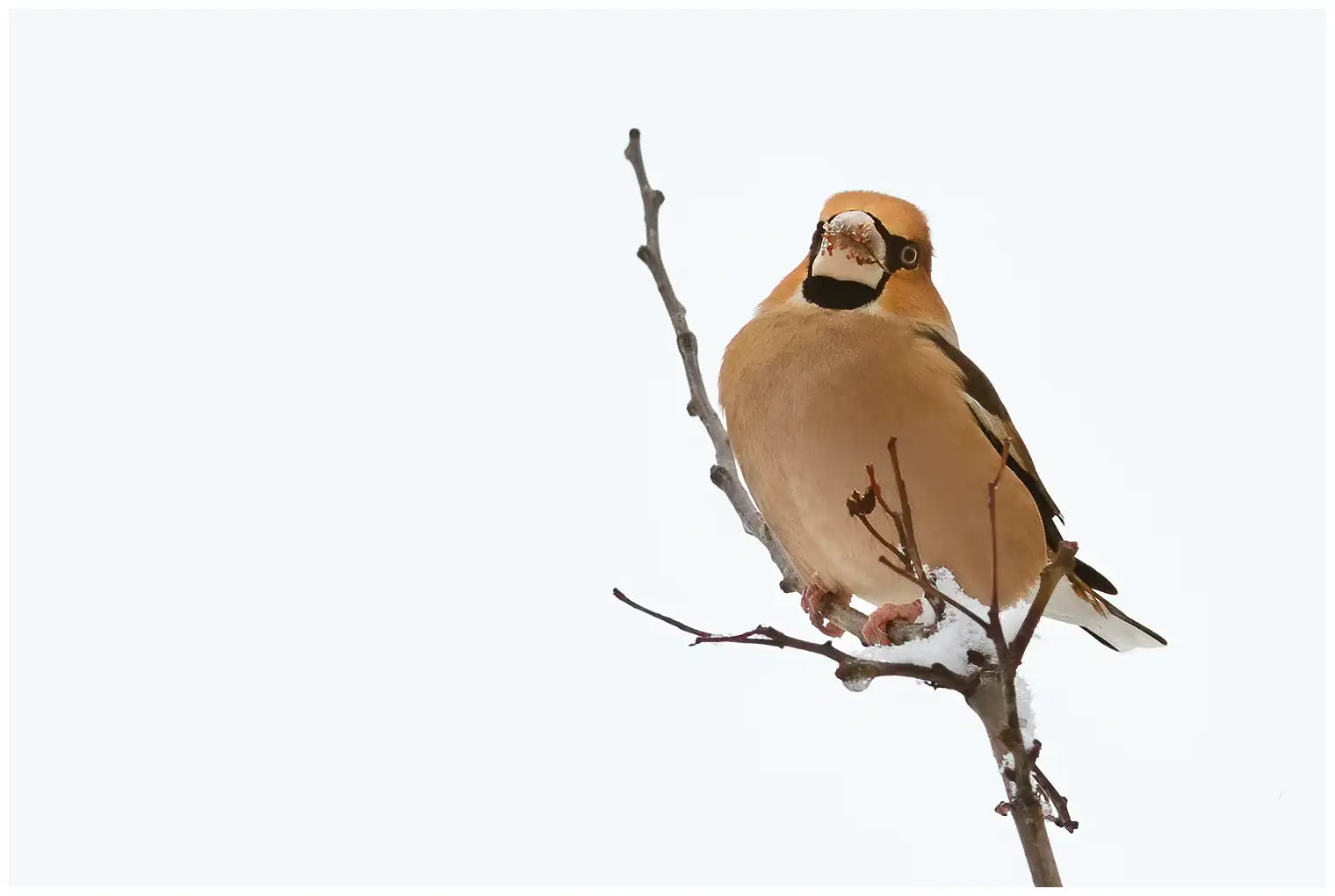 Appelvink