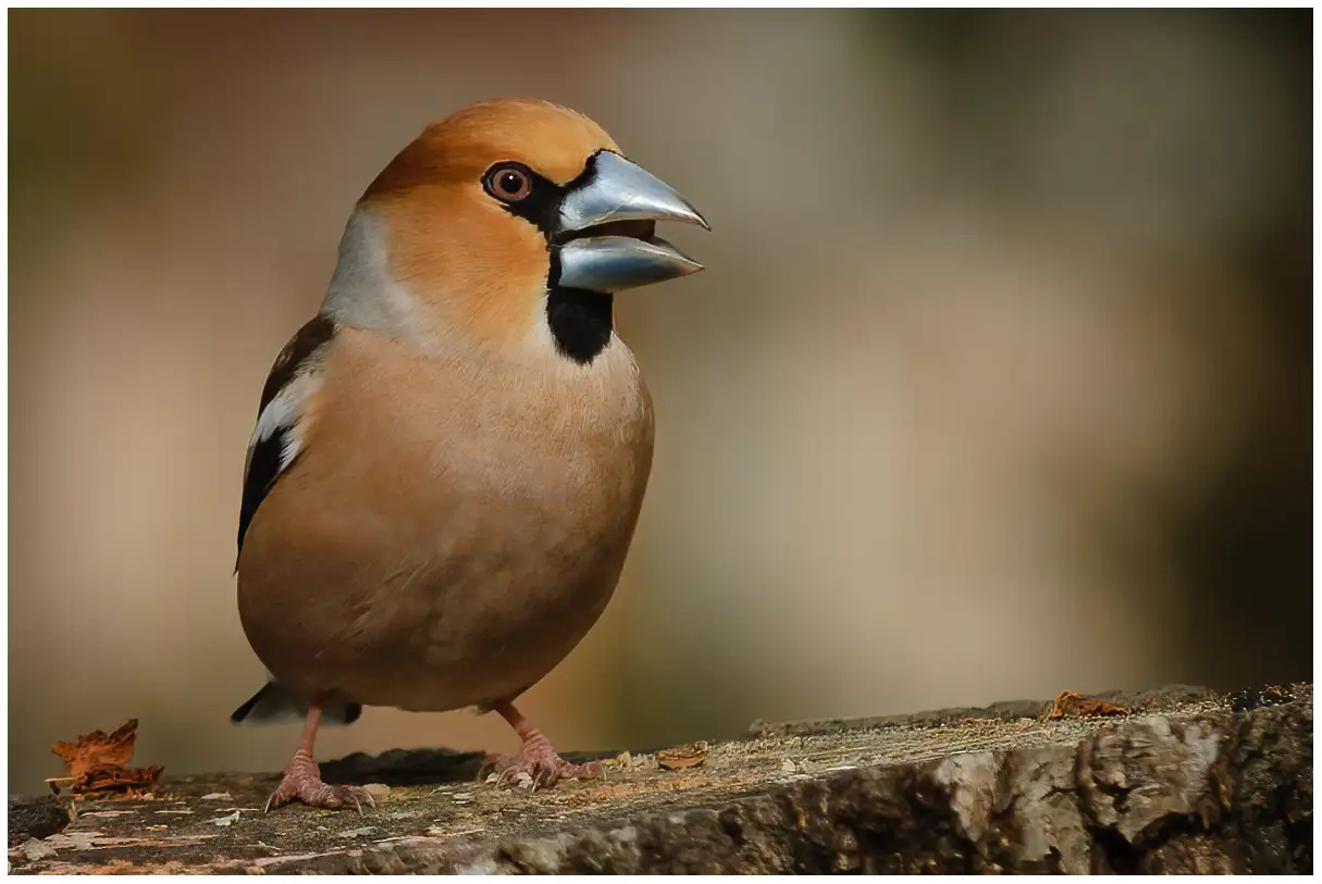 Appelvink