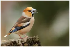 Appelvink