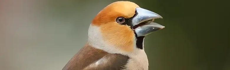 Appelvink. Zittend op een boomstronk. Stevig gebouwde vink met een zeer sterke snavel. Kleurrijk verenkleed in rood, bruin en grijs.