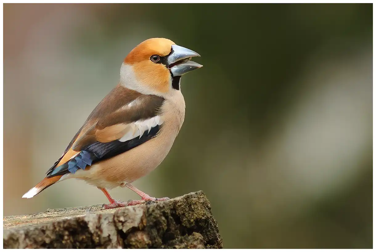 Appelvink. Zittend op een boomstronk. Stevig gebouwde vink met een zeer sterke snavel. Kleurrijk verenkleed in rood, bruin en grijs.