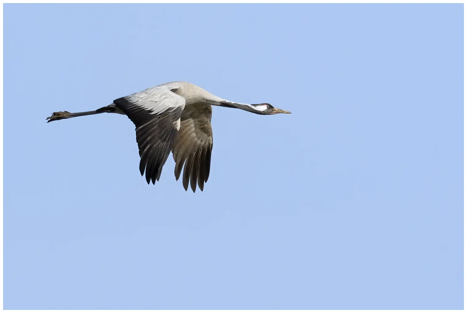 Kraanvogel
