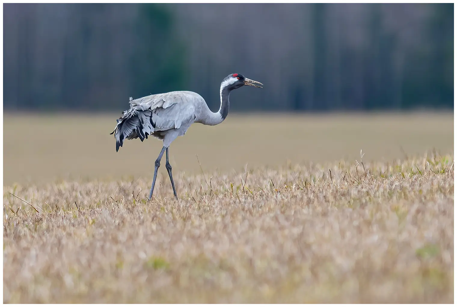 Kraanvogel
