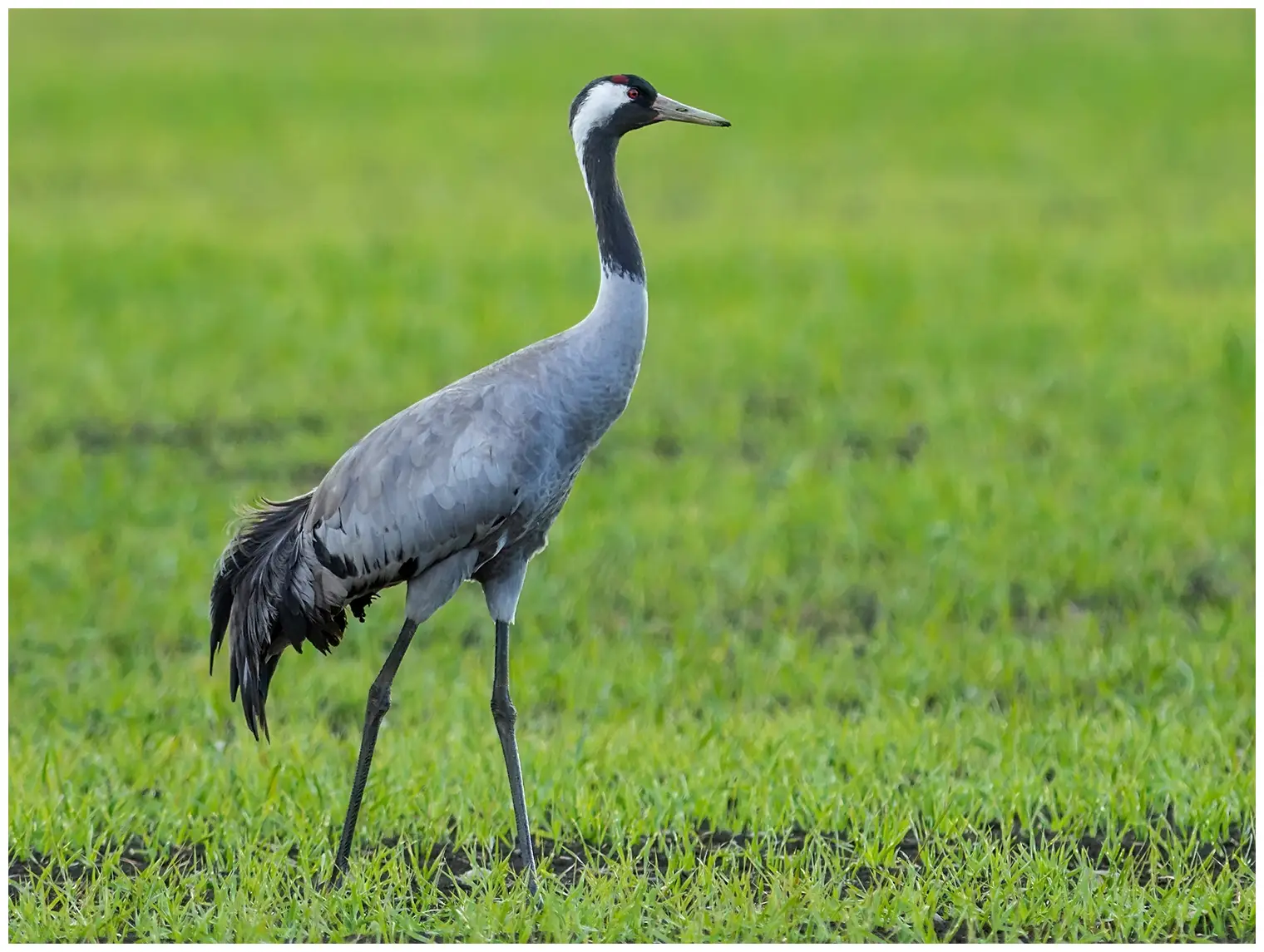 Kraanvogel