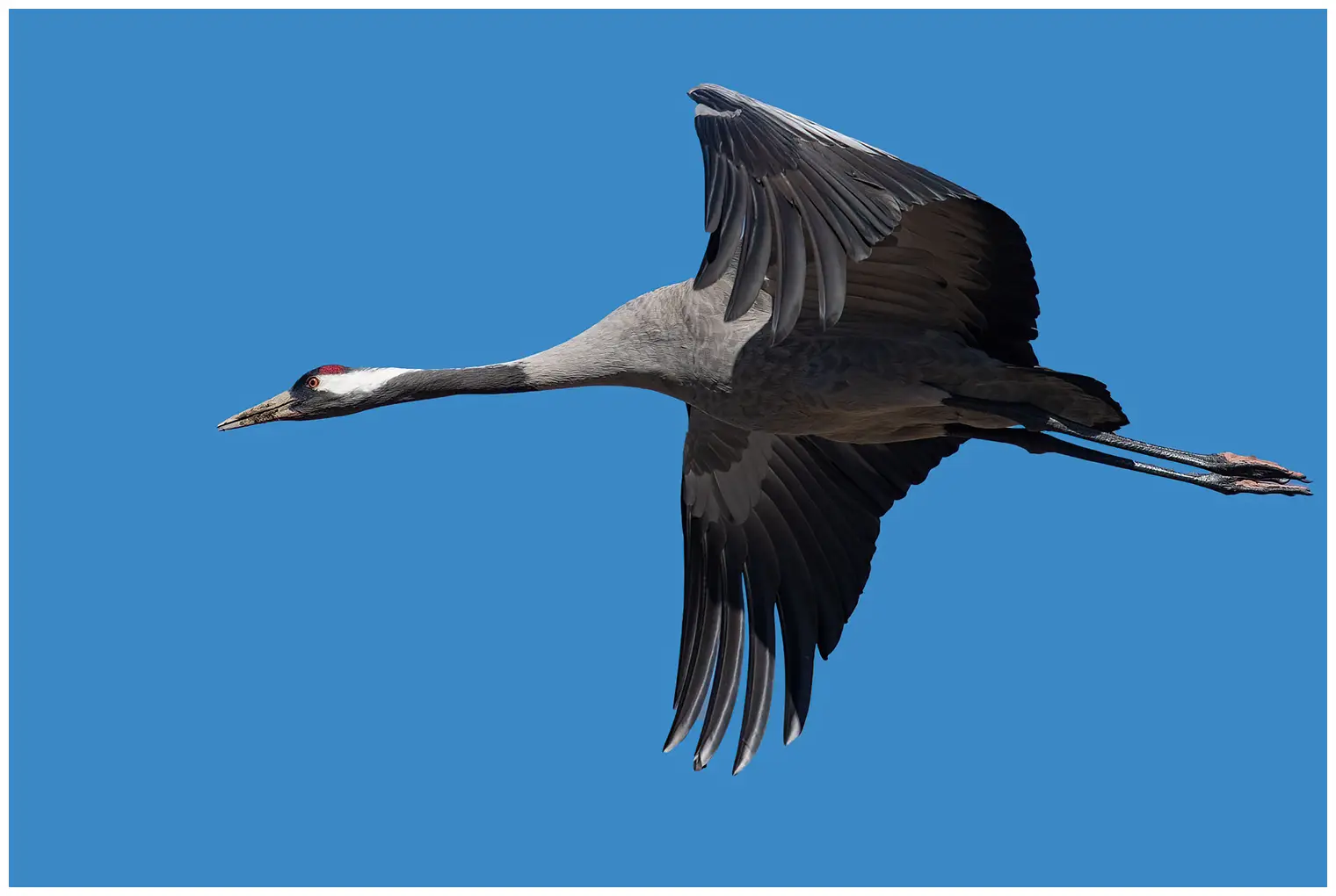 Kraanvogel