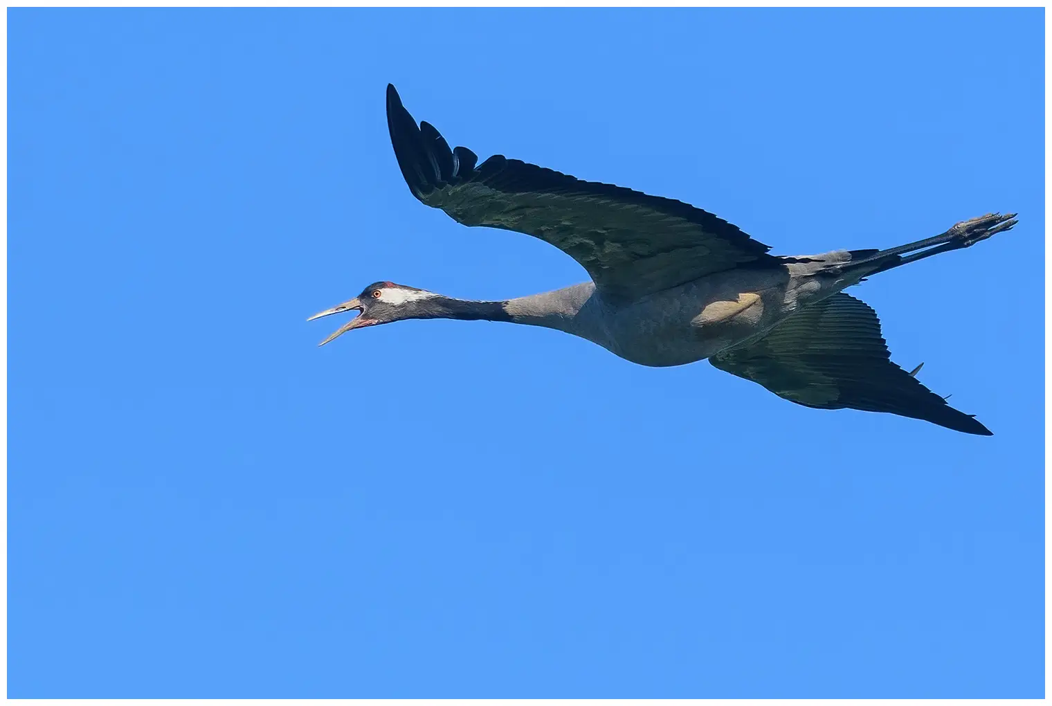 Kraanvogel