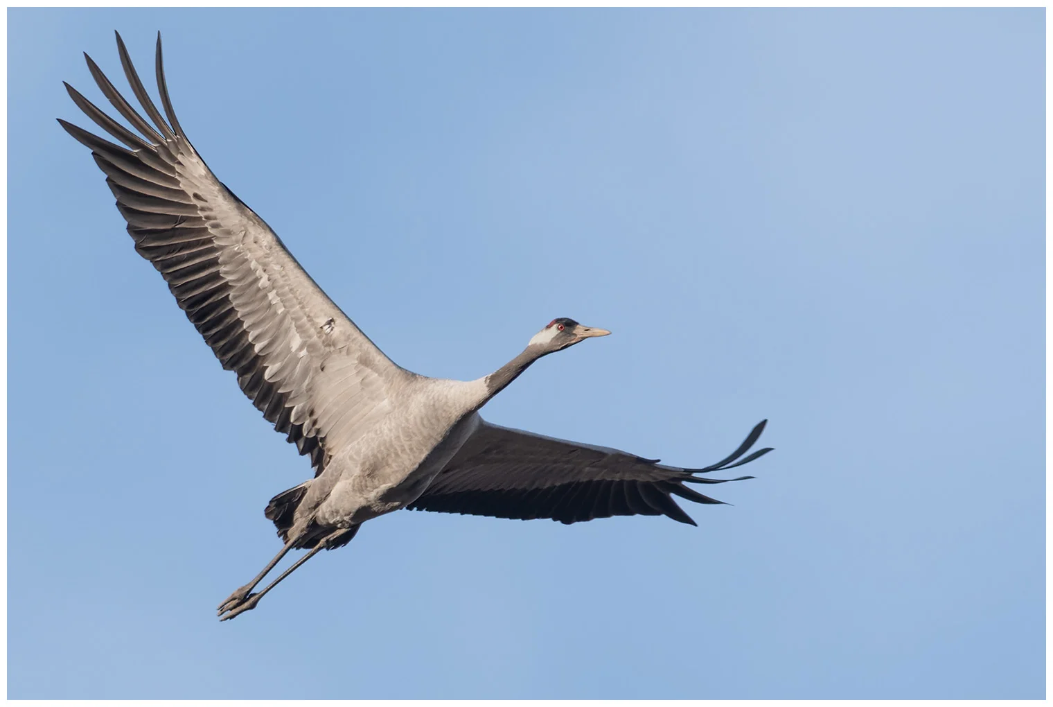 Kraanvogel