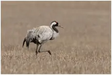 Kraanvogel