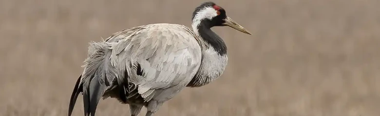 Kraanvogel