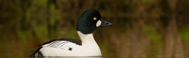 Een brilduiker ligt op het wateroppervlak. De kleuren en gele ogen van de vogel zijn heel duidelijk.