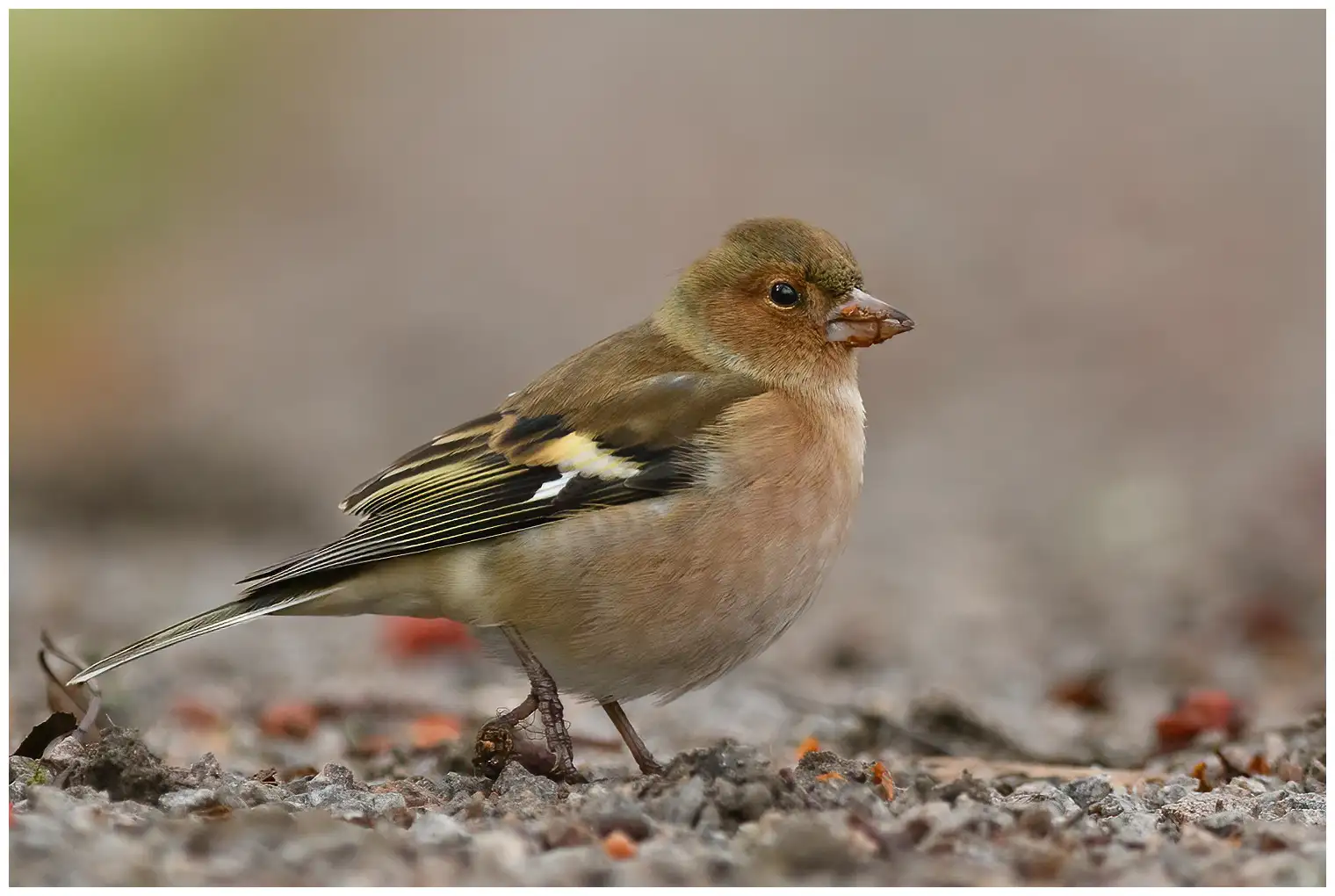 Vink
