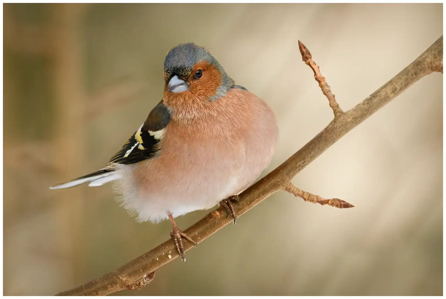 Vink