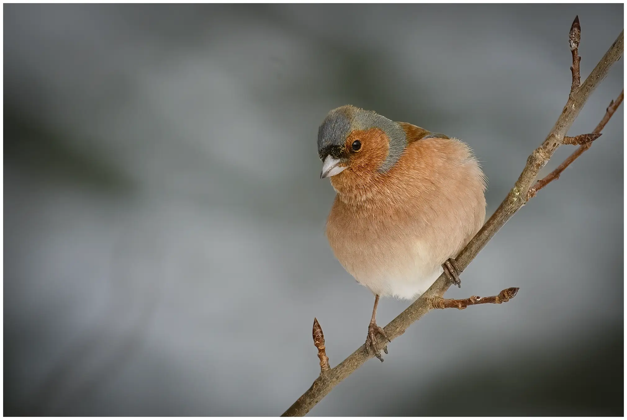 Vink
