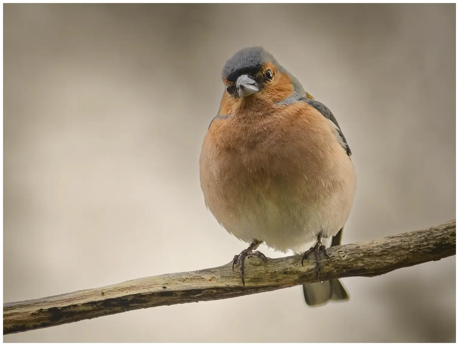 Vink