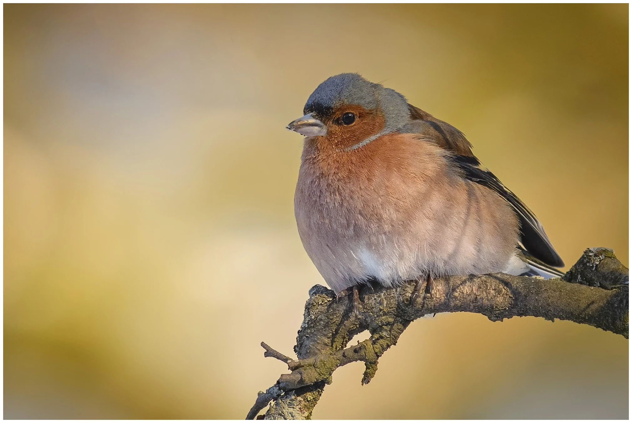 Vink