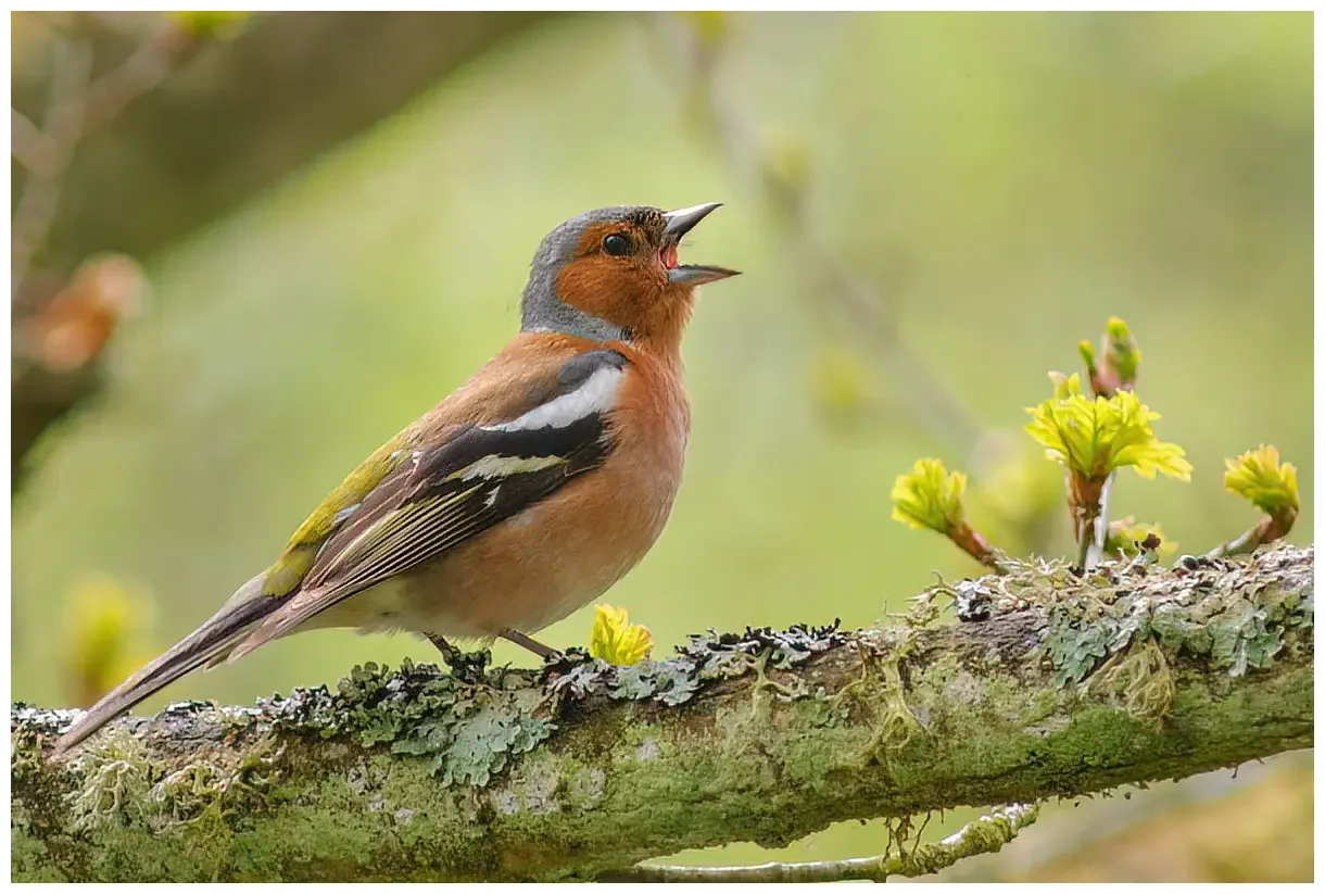 Vink