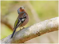 Vink
