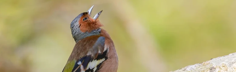 Vink. Een vink zingt op een tak. Roodbruin lichaam, blauwgrijze kop en witte vleugelbanden.