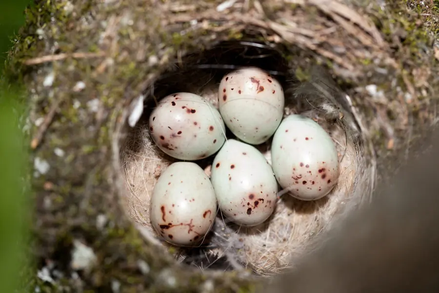 Vink