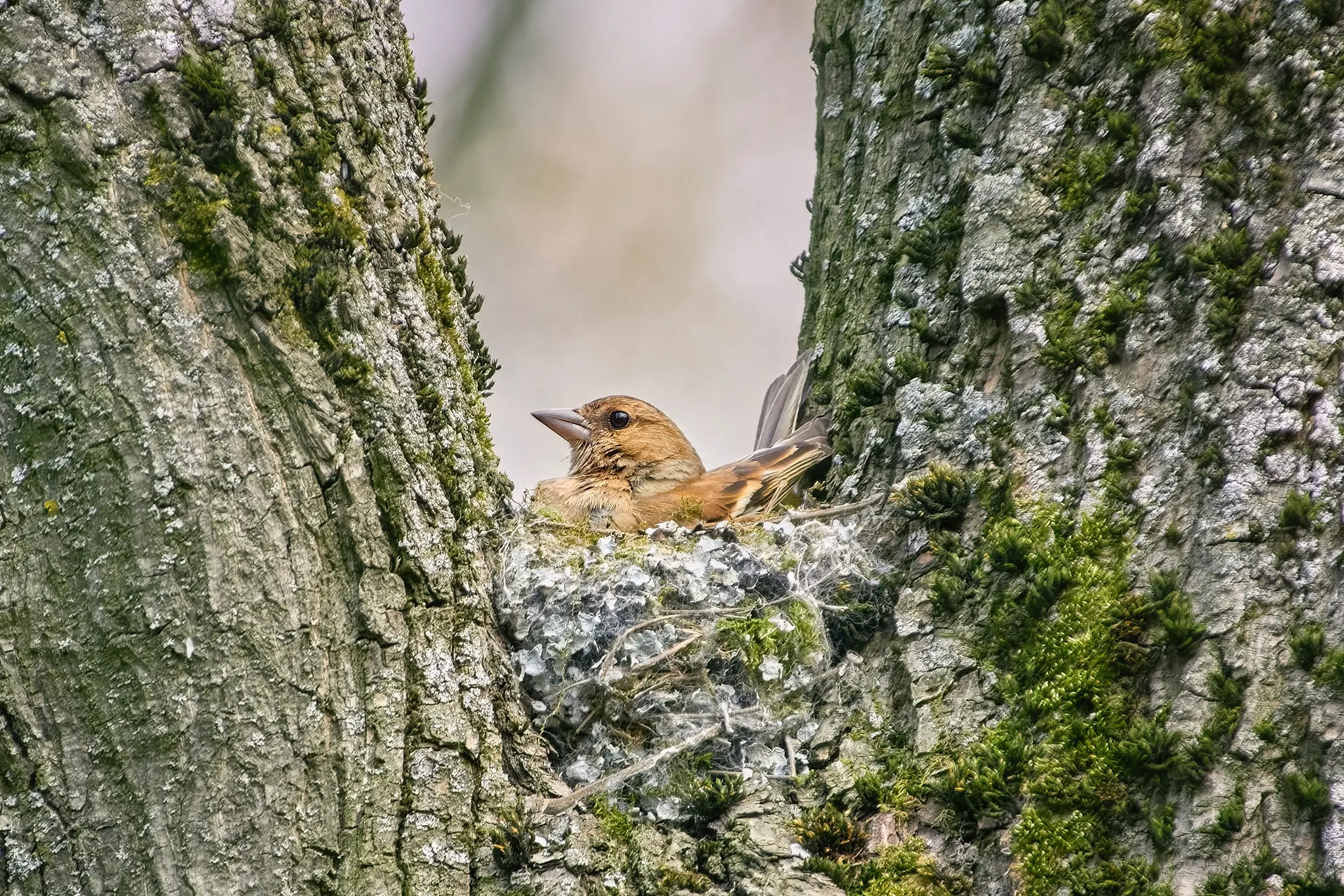 Vink