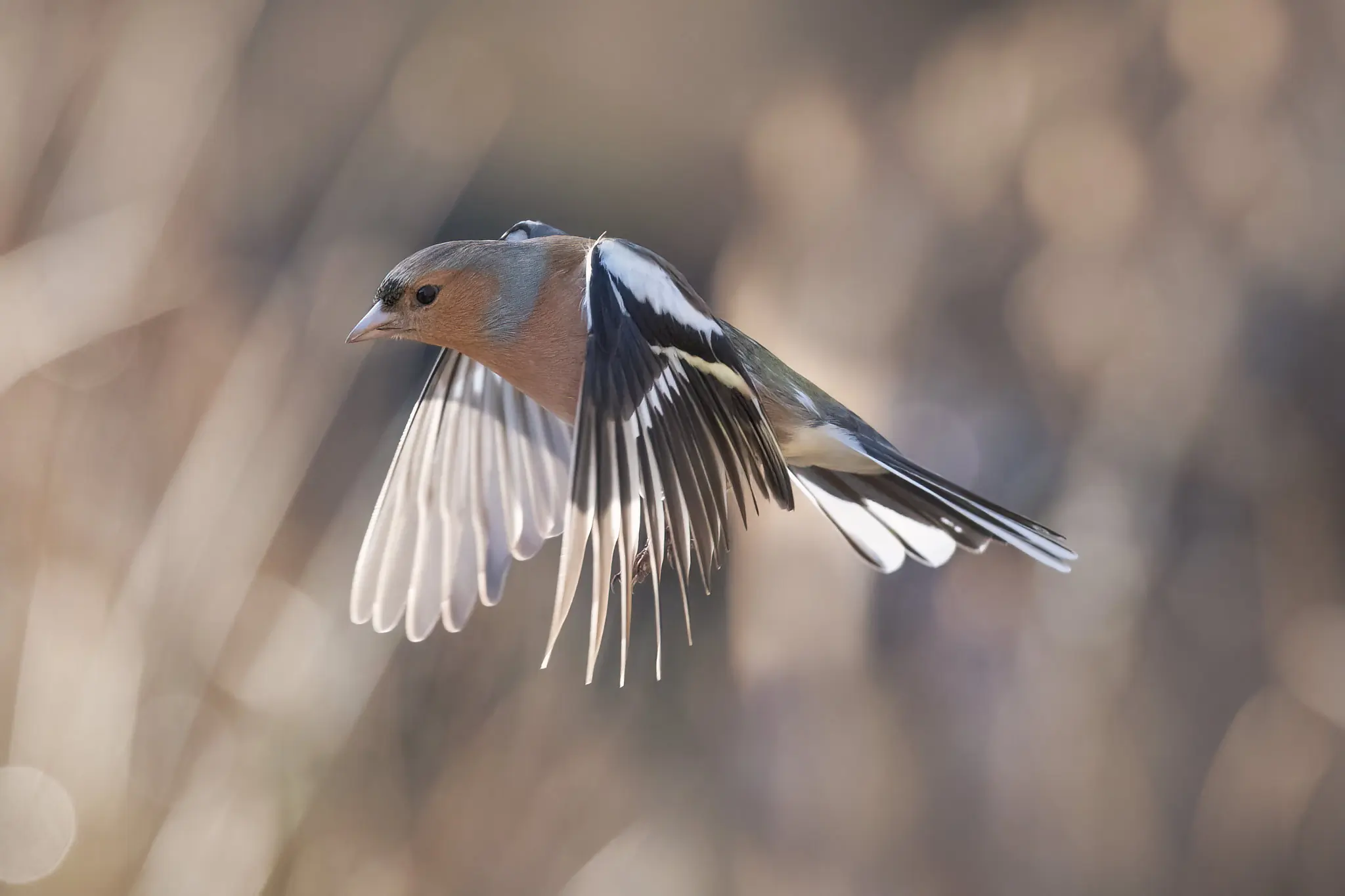 Vink