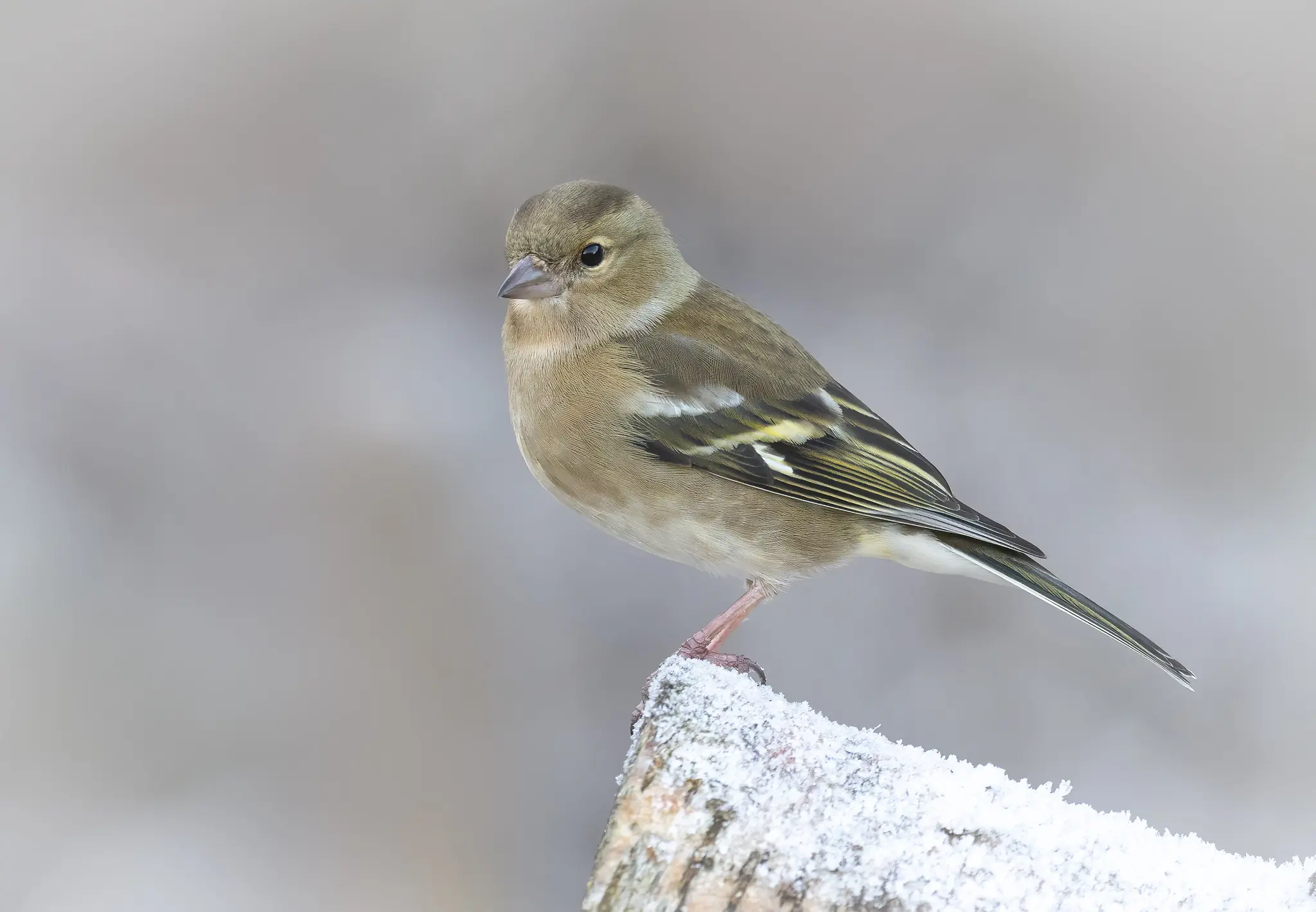 Vink