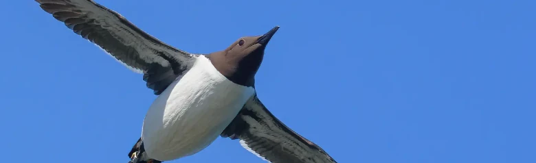Zeekoet