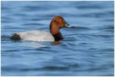 Tafeleend