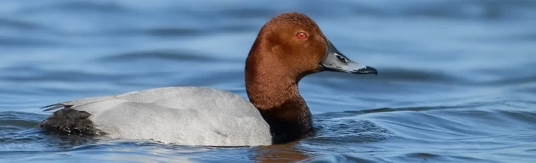Een Tafeleend op het water. Let op de bruine kop en het rode oog.