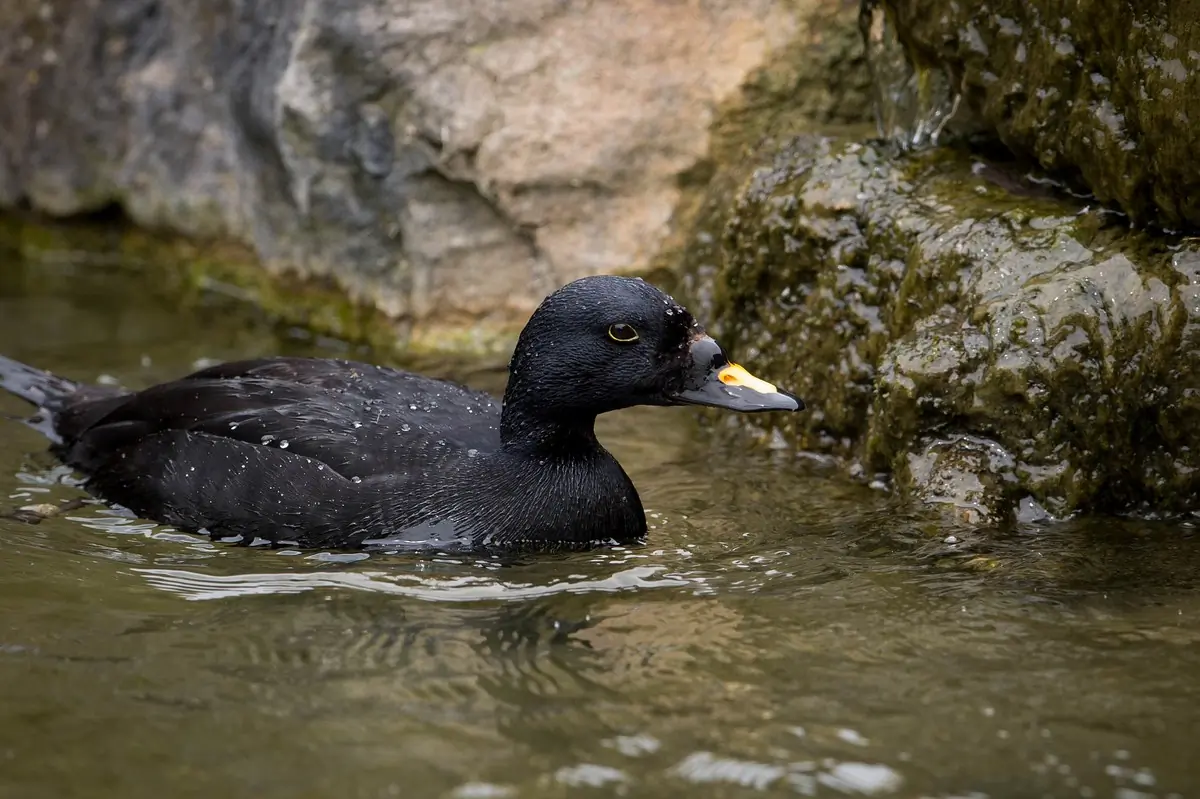 Een zwarte zee-eend in het water bij een klif. Het bovenste deel van de snavel is oranje.