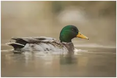 Wilde eend