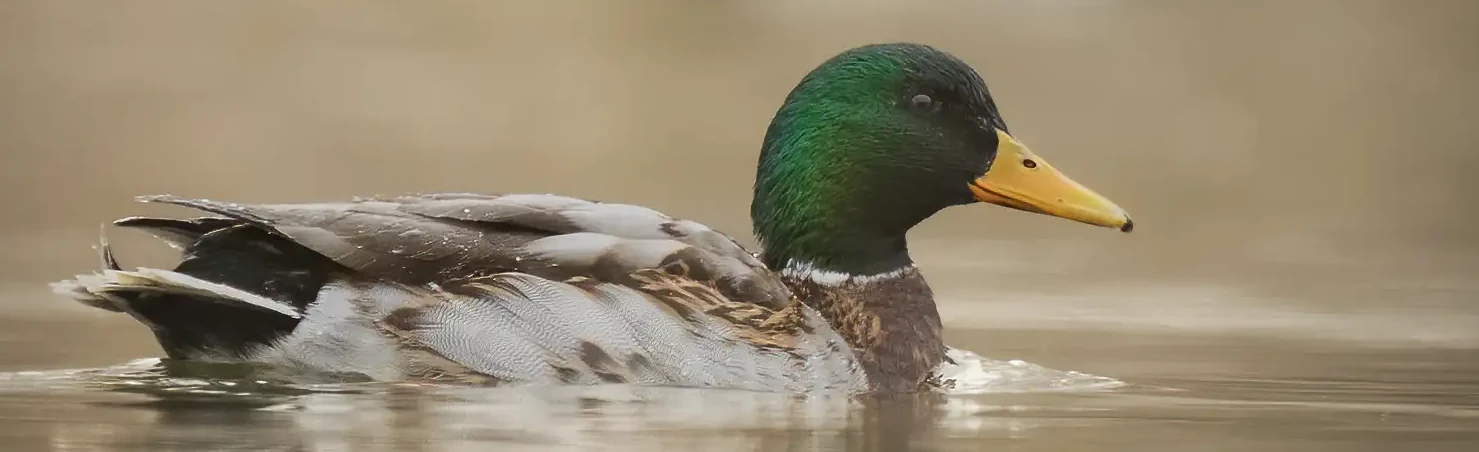 Een wilde eend ligt op het water in de ochtendmist. Zijn kop heeft een prachtige groene kleur.