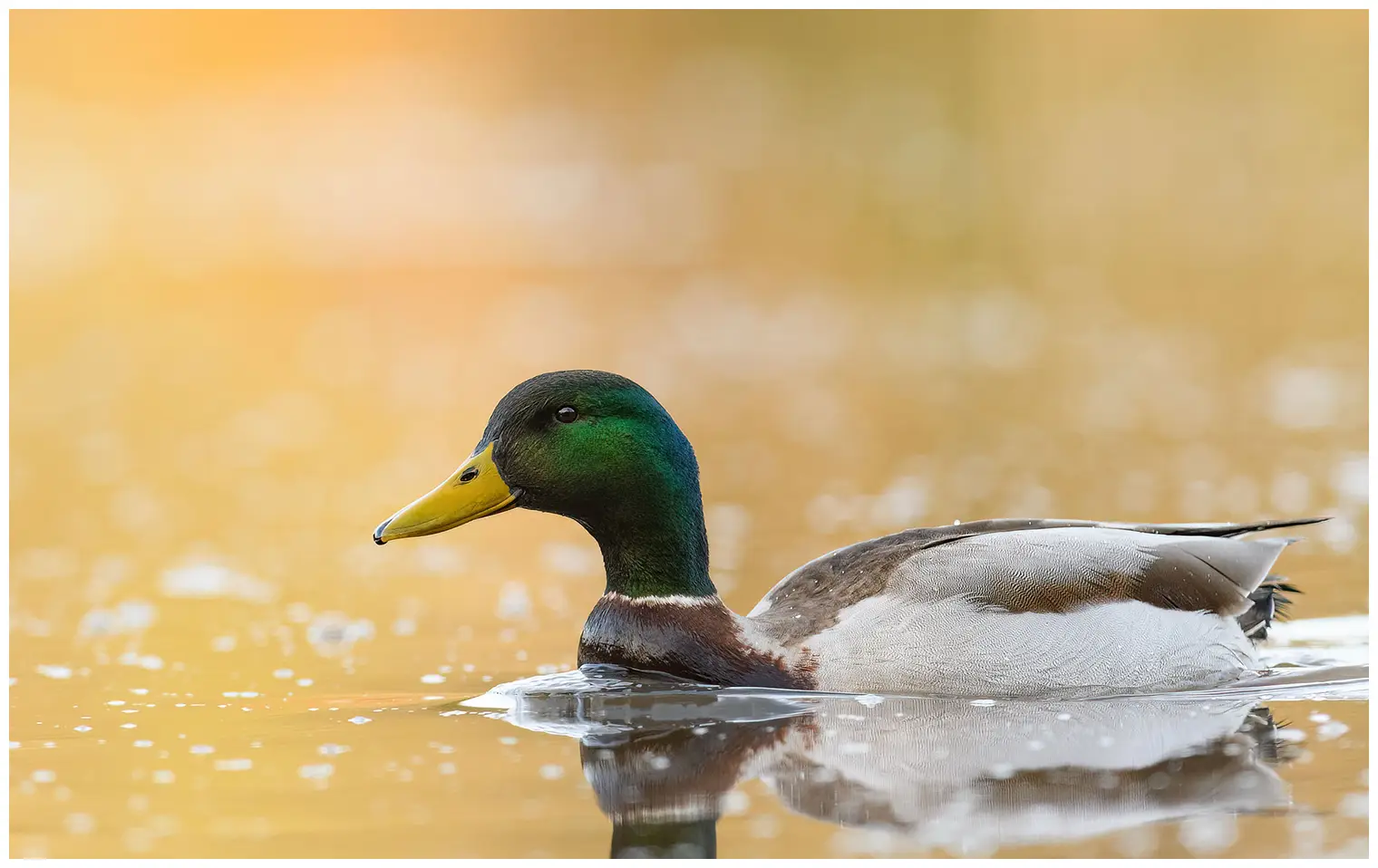 Wilde eend