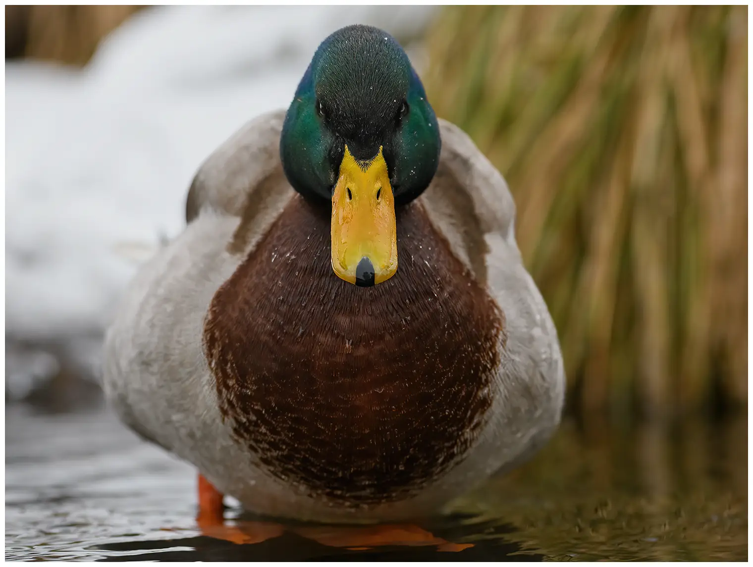 Wilde eend
