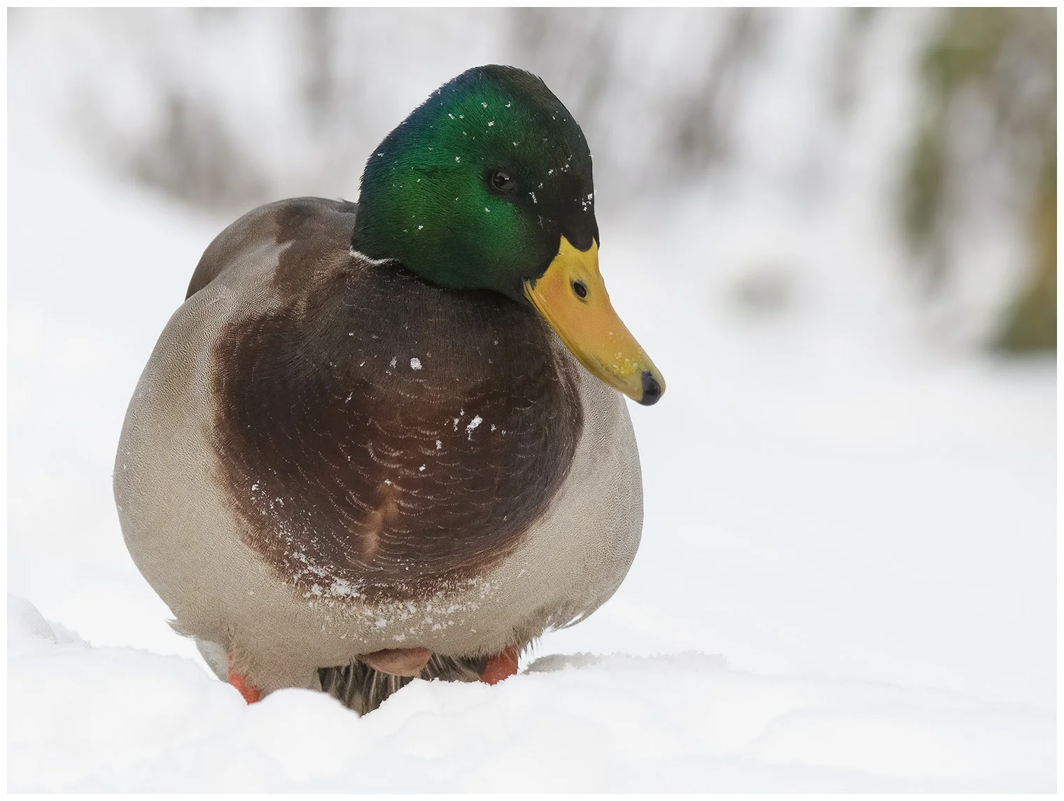 Wilde eend
