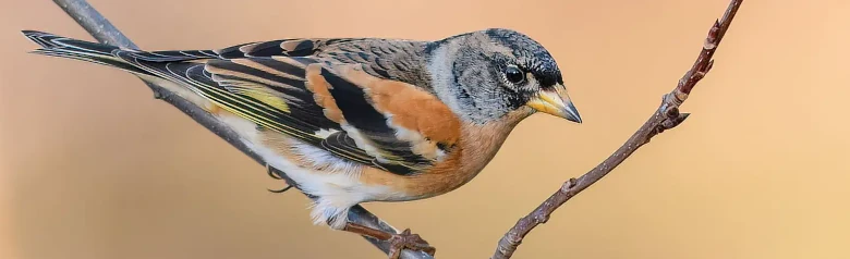 Keep. Heeft oranje accenten in het verenkleed. Witte bovendelen, duidelijk zichtbaar tijdens de vlucht.