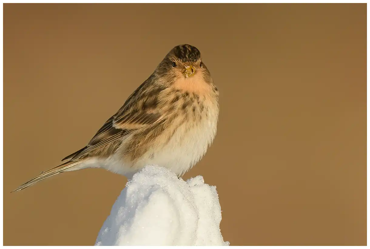 Frater. Zittend op een hoopje sneeuw. Geelbruin en gestreept op rug en zijkanten van lichaam. Gele snavel in de winter.