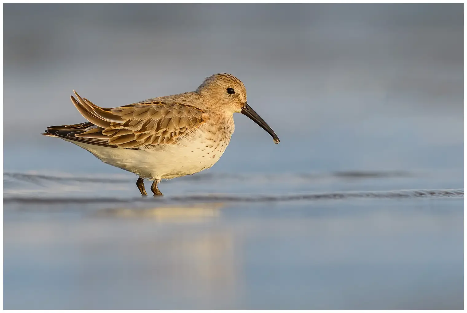 Bonte Strandloper