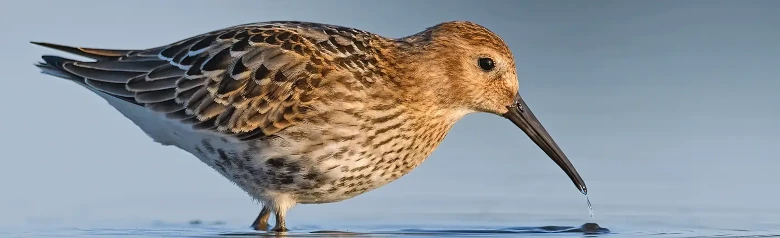 Bonte Strandloper