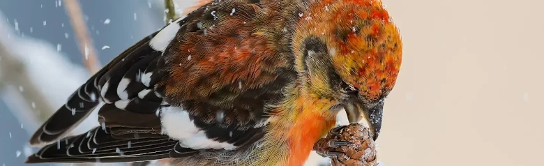 Witbandkruisbek. Het eten van dennenappelzaadjes in besneeuwd weer. De dennenappel met één voet vasthouden terwijl je je met de andere vastklampt aan een twijg.