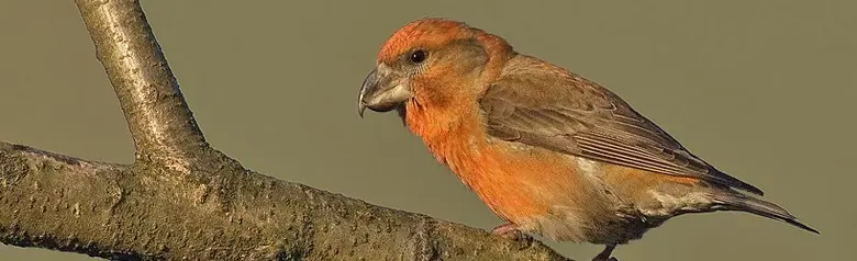 Grote Kruisbek. Rødlig fugl. Met zijn speciale snavel is de vogel een specialist in het openen van dikke dennenappels.