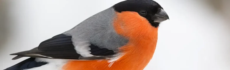 Goudvink. Winterbeeld. De oranjerode onderkant contrasteert sterk met de grijze bovenkant en de zwarte keppel van de vogel.