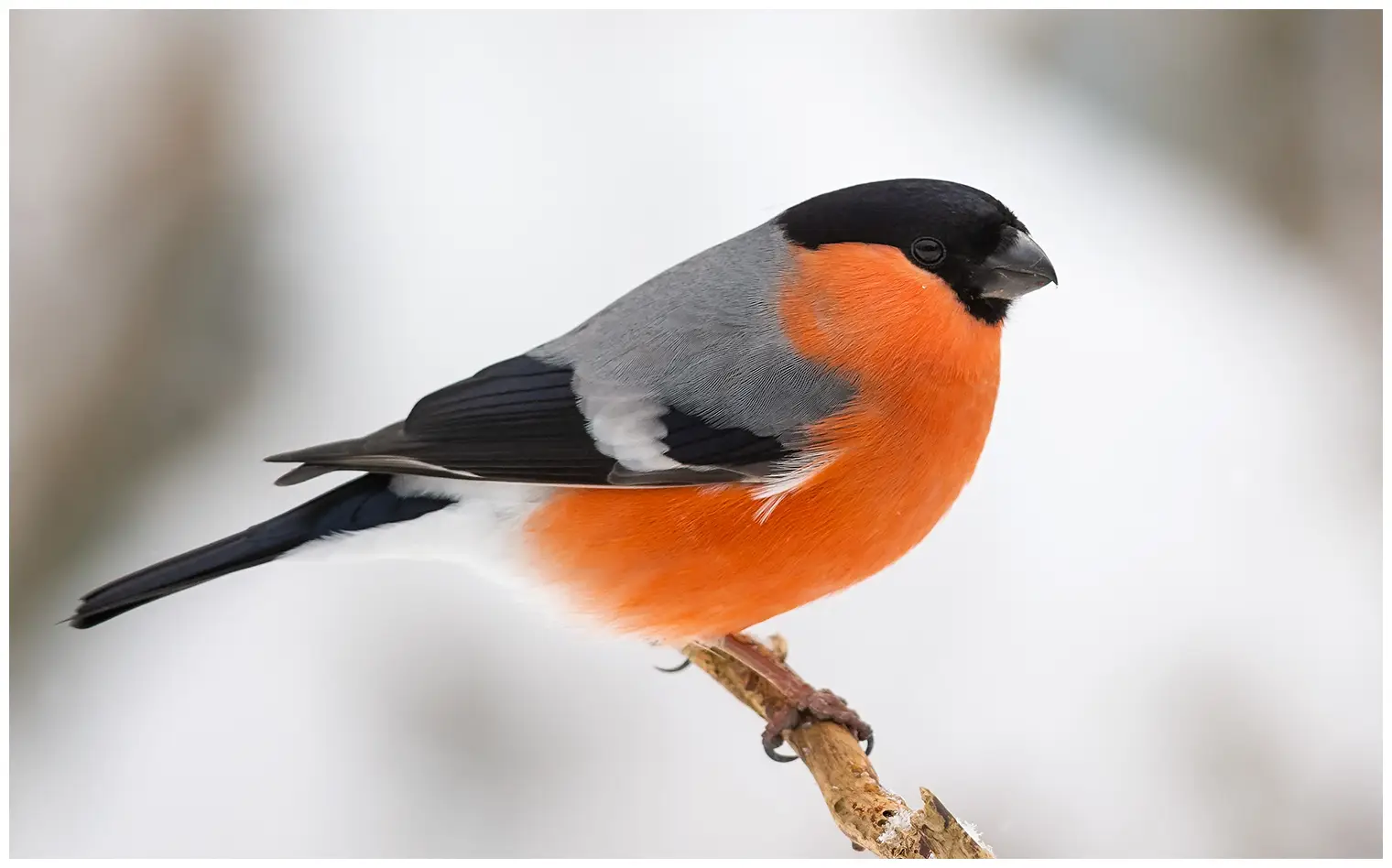Goudvink. Winterbeeld. De oranjerode onderkant contrasteert sterk met de grijze bovenkant en de zwarte keppel van de vogel.