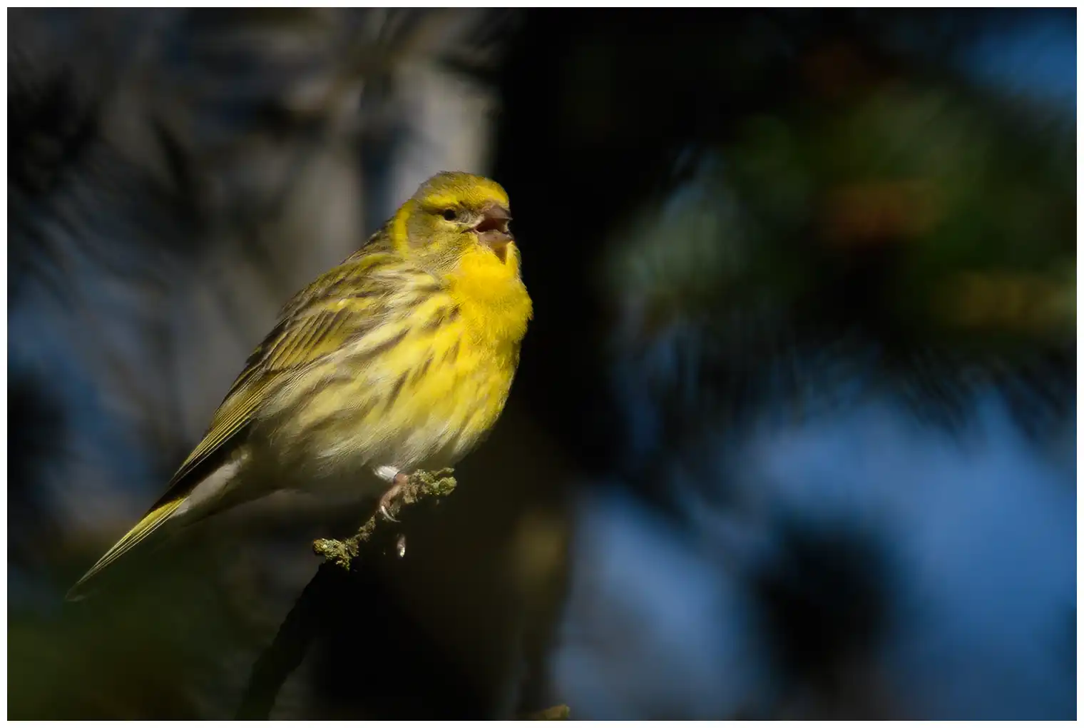 Europese Kanarie