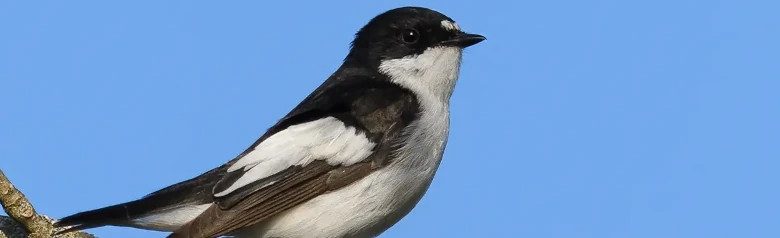 Bonte Vliegenvanger. Twee witte vlekken op het voorhoofd, opvallende witte aftekeningen op de donkere vleugels en volledig witte onderkant.