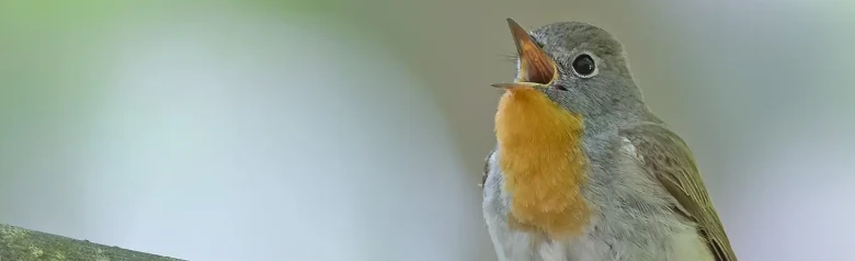 Kleine Vliegenvanger. Zingend op een tak. Een mannetjesvogel met een opvallende oranje keel die contrasteert met de blauwgrijze kop.